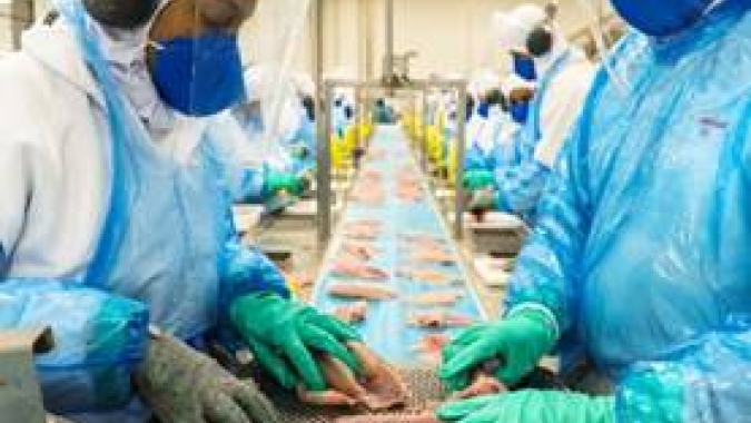 Exportações de tilápia dobram em faturamento e Aquishow Brasil promove painel para análise de oportunidades – especialmente nos EUA