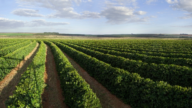 Sebrae Minas, Senai e Expocacer assinam parceria que beneficiará cafeicultores do Cerrado Mineiro