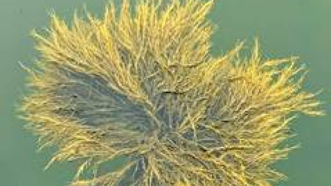Bioestimulante à base da alga Ascophyllum nodosum é inovação para uma agricultura mais sustentável