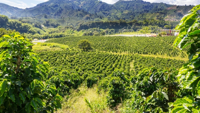 Produção de uva dobra em quatro anos em Goiás, impulsionando a vitivinicultura e o surgimento de novos destinos