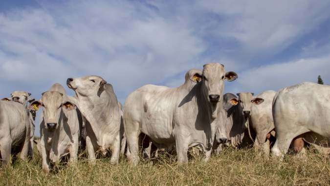 Otimização de lotes de bovinos no confinamento contribui para a maior rentabilidade no negócio