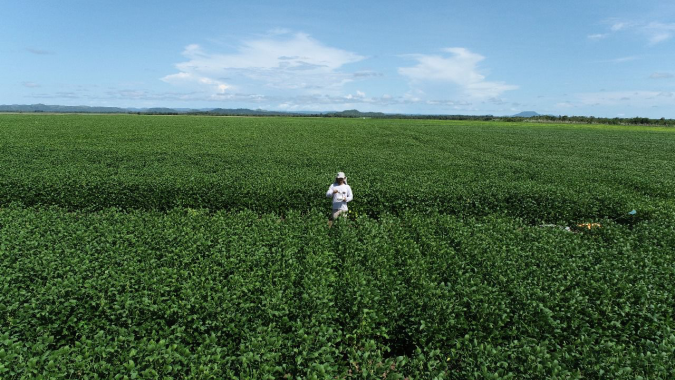 Latitude Genética revoluciona a produtividade da soja no Cerrado com novas cultivares para a safra 24/25; lançamento no radar