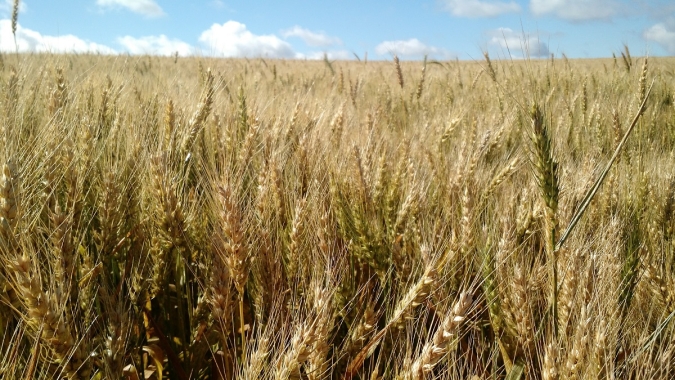 Com produtividade estimada em 3,13 toneladas por hectare, trigo está sob ameaça de seca e nova onda de frio no RS