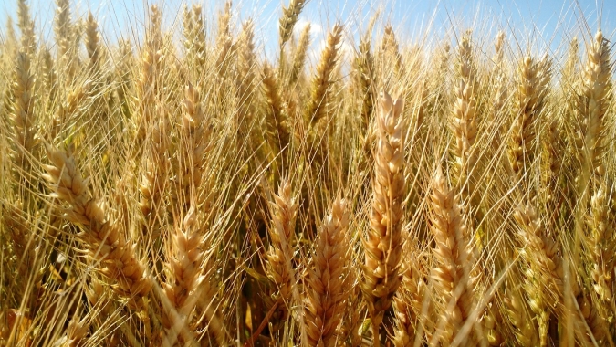 RS deve ter maior produção de trigo da história na Safra de Inverno 2022