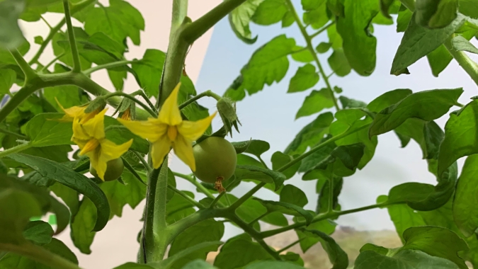 Nova variedade de tomate e extensão de culturas para nematicida são novidades para os horticultores na Hortitec