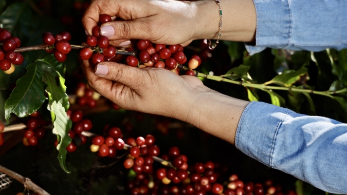 Documentário Meu Mundo Grão trará mulheres como protagonistas no universo do café