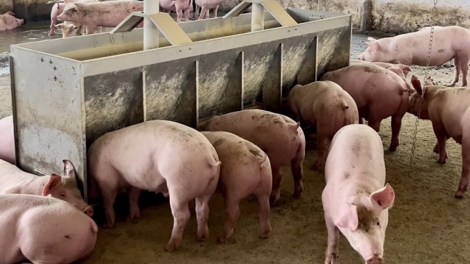 Suinocultura registra queda de preços e depende das exportações para ajuste interno