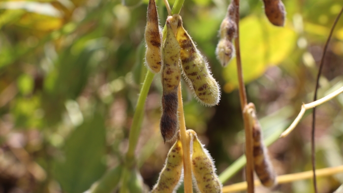 Cientistas avaliam fungicidas e cultivares para combater a podridão de grãos na soja