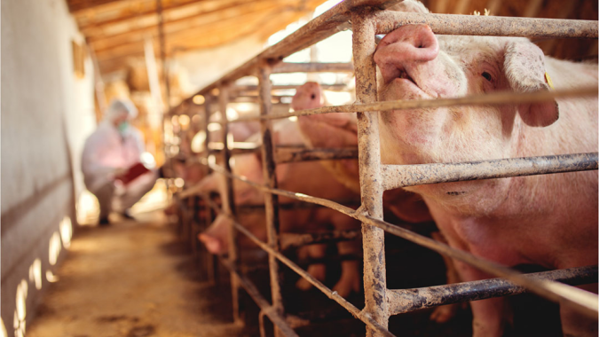 Suinocultura no Reino Unido enfrenta entraves regulatórios e pressão social