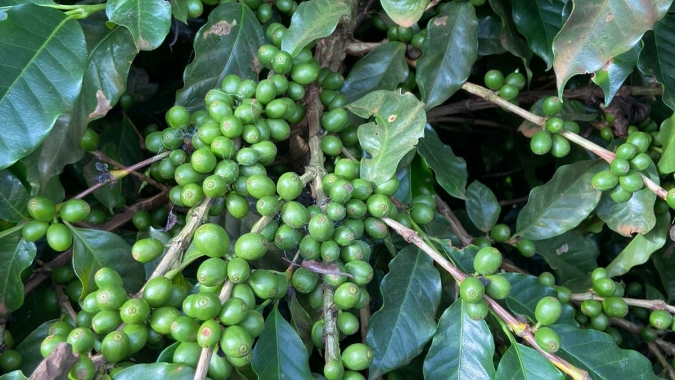 Safras & Mercado estima aumento de 13% na safra de café 23/24 do Brasil