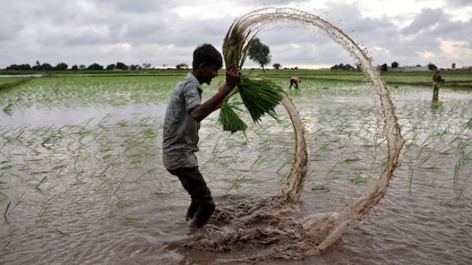 Preços globais do arroz atingem o 'fundo do poço', mas o excesso de oferta da Índia irá sufocar quaisquer ganhos