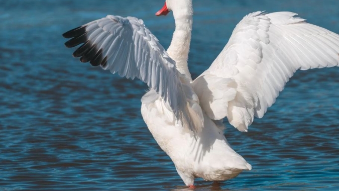 Influenza Aviária é confirmada em aves silvestres no Rio Grande do Sul