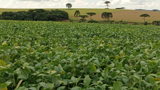 Semeadura da Safra 2023/24 da soja no Oeste da Bahia está na reta final
