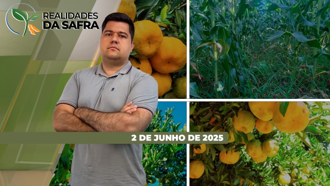 Colheita do milho começa com boas expectativas de produtividade em Campo Mourão/PR e Primavera do Leste/MT