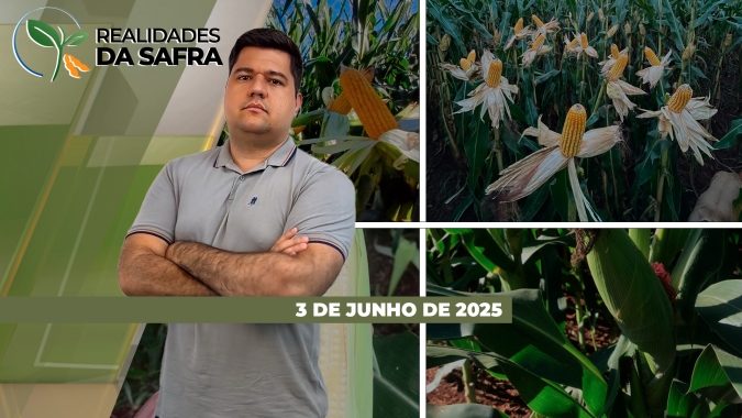 Barra do Garças/MT se prepara para começar colheita do milho enquanto Santo Ângelo/RS deve reduzir área de trigo