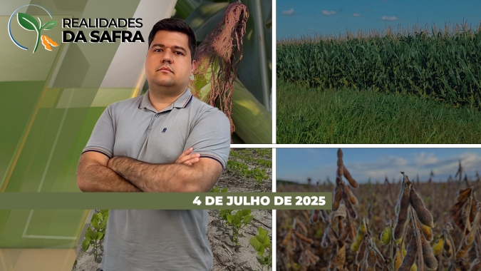Após grande produção de arroz, preços baixos preocupam produtores