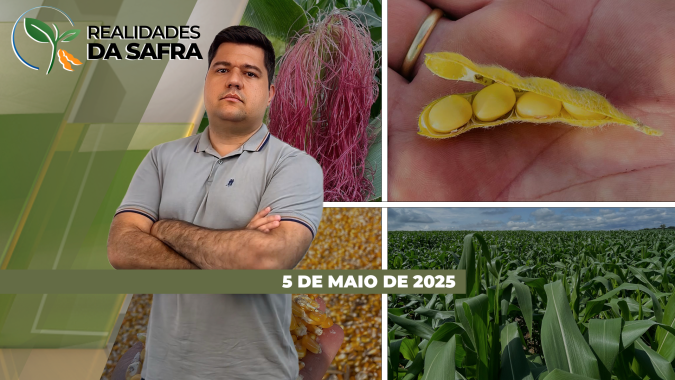 Querência/MT espera boa produtividade do milho, enquanto São Paulo projeta perdas pela falta de chuvas