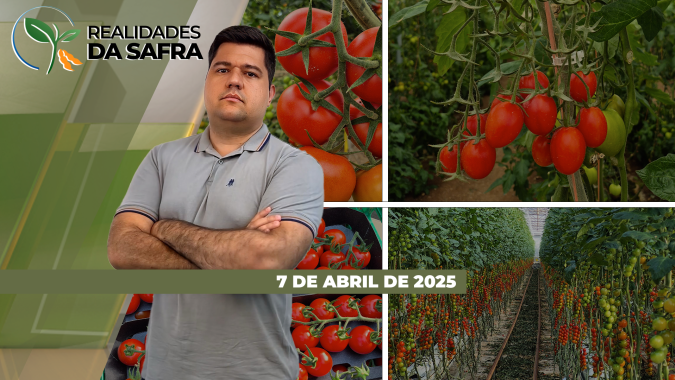 Falta chuva para a laranja de São Paulo e sobra precipitação para o milho em Cerejeiras/RO