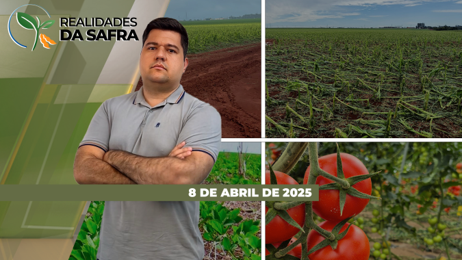 Rio Grande do Sul vai consolidando grandes perda na soja e Ipiranga do Norte/MT enfrenta desafio com lagartas no milho