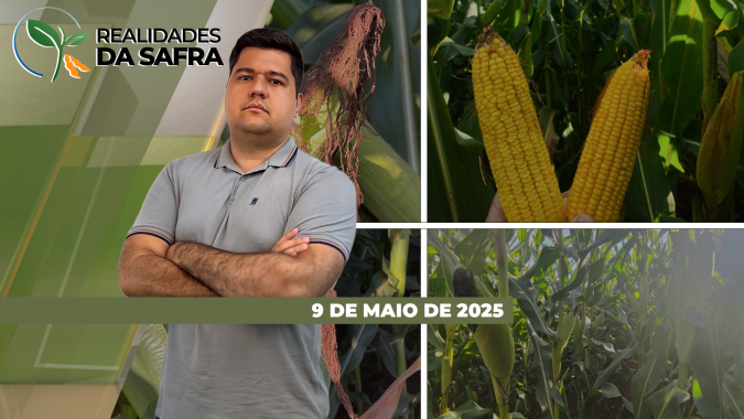 Rio Grande do Sul perto de encerrar colheita do arroz e Chapadão do Céu/GO esperando boa safra de milho