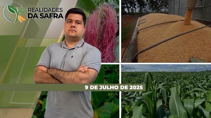Colheita do milho volta a avançar e apresenta produtividades variadas em Assis Chateaubriand/PR e Boa Esperança do Sul/SP