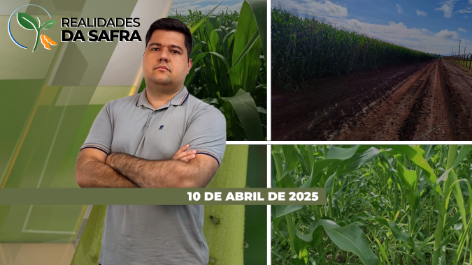 Carazinho/RS fecha safra de soja com perdas e Marechal Cândido Rondon/PR já espera perdas no milho