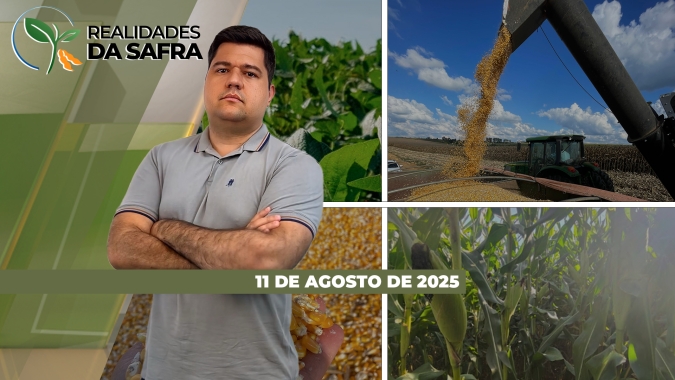 Colheita do milho perto do fim em Guaíra/PR e avanço das atividades no Brasil traz pressão nos preços do cereal