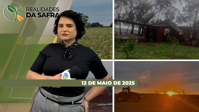 Clima prejudica milho no Oeste e Norte do PR, mas ajuda em Nova Guarita (MT)