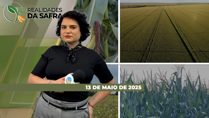 Milho segunda safra se desenvolve bem em Mineiros (GO) e na região de Sidrolândia (MS)