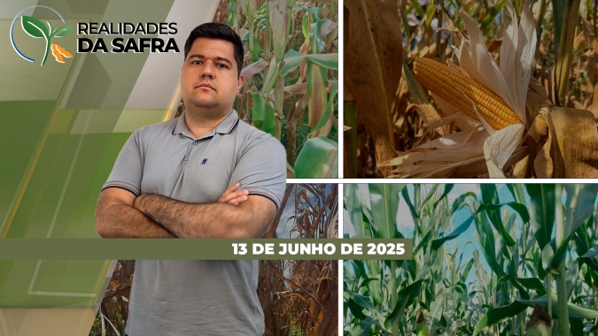 Colheita do milho paralisada pela chuva no Paraná e prometendo altas produtividades em Campo Novo do Parecis/MT