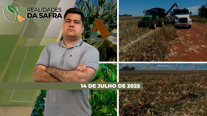 Colheita do milho avança com bons resultados em Rondônia, mas está atrasada e com baixas projeções em Cândido Mota/SP