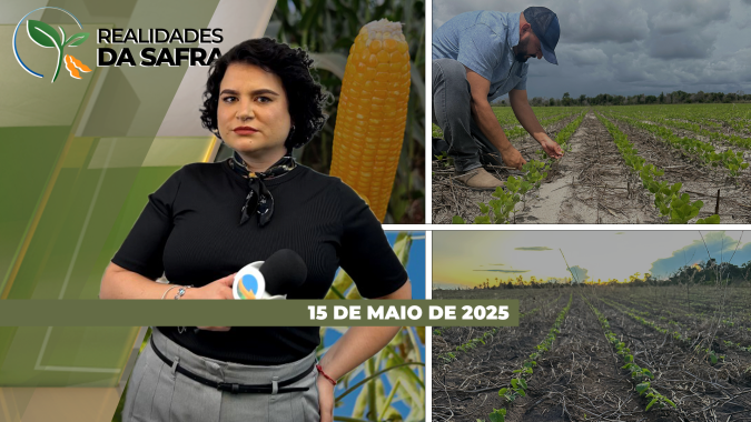 Chuvas beneficiam milho segunda safra na Bahia e em Cândido Mota (SP)