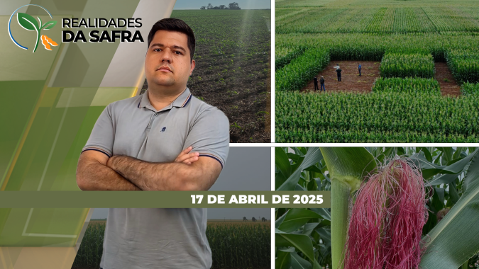 Milho se desenvolve bem em Sinop/MT, mas contabiliza perdas no Paraguai. Produtores do RS seguem buscando securitização após grandes perdas