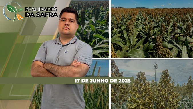 Chuva e umidade dificultam avanço da colheita do milho em Campos de Júlio/MT e Montividiu/GO