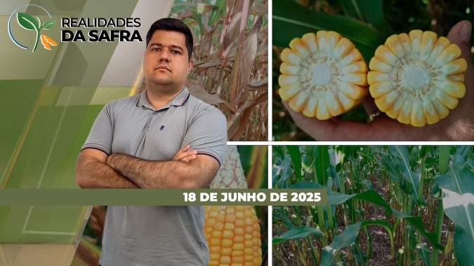 Colheita do milho está avançando com boas produtividades em Rondonópolis/MT e em Laguna Carapã/MS