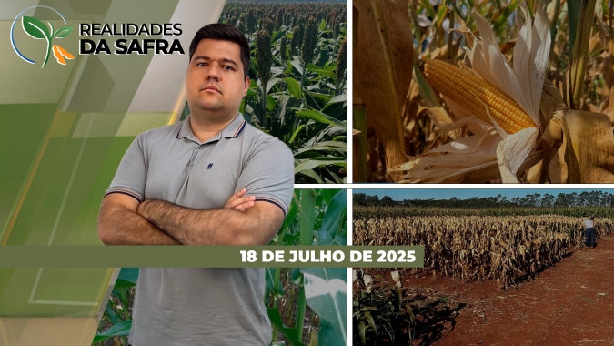 Plantio do trigo volta a avançar no Rio Grande do Sul e Mato Grosso se preocupa com danos no algodão