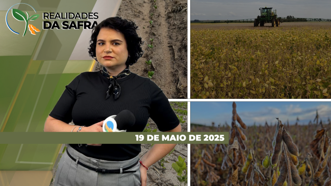 RS chega ao final da colheita da soja registrando perdas; Cerejeiras (RO) começa a colher o milho