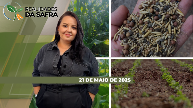 Realidades da Safra 21/05/2025 - Conclusão da colheita da soja no PA, ataque de lagartas em Nova Mutum/MT e a necessidade de chuvas em Sertanópolis/PR