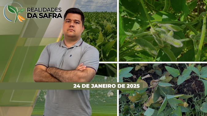 Colheita começando em Tocantins, Piauí e Uberlândia/MG com boa projeção de produtividade