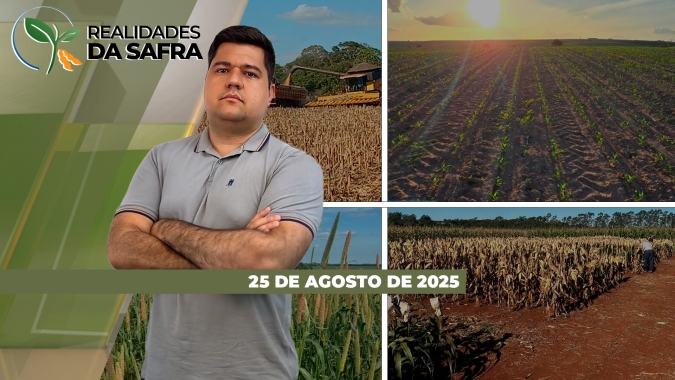 Produtividades do milho passam de 140 sc/ha em Mineiros/GO e São Borja/RS espera safra razoável de trigo
