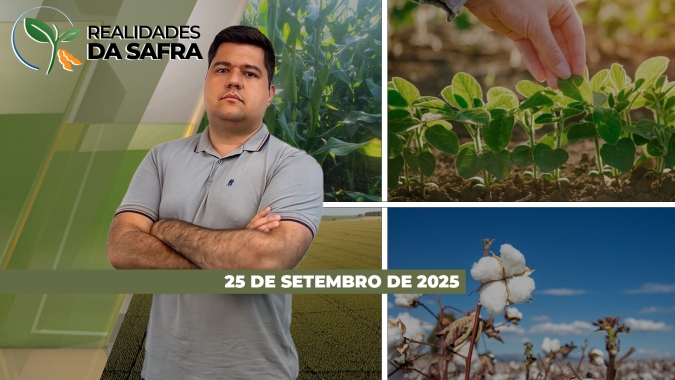 Falta de chuvas liga alerta para o café em Simonésia/MG e Bahia colhe mais algodão do que o esperado