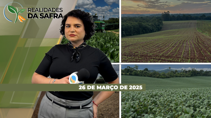Realidades da Safra 26/03/2025 - Milho segunda safra prejudicado pela falta de chuvas em Guarda-Mor (MG) e Sertanópolis (PR); soja deve ter quebra na produtividade em Pelotas (RS)