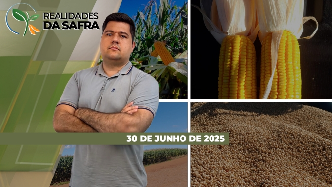 Colheita do milho deve ganhar ritmo em Pato Branco/PR e produtores precisam se atentar com a qualidade dos grãos