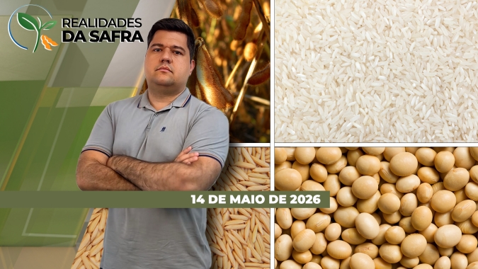 Safra de milho já tem perdas consolidadas em Montividiu/GO, enquanto Torres/RS se preocupa com os preços do arroz