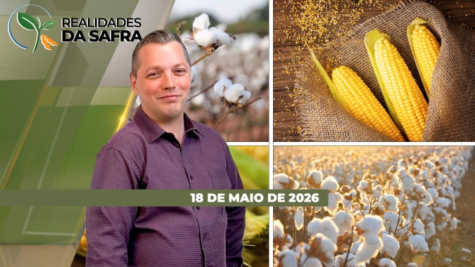 Lavouras de milho e algodão em atenção para momento decisivo de desenvolvimento produtivo