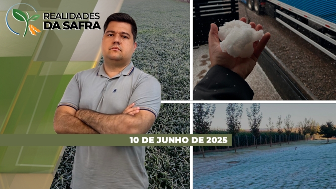 Colheita do milho começa com boas produtividades em Rondônia e com alerta para largartas em Novas Ubiratã/MT