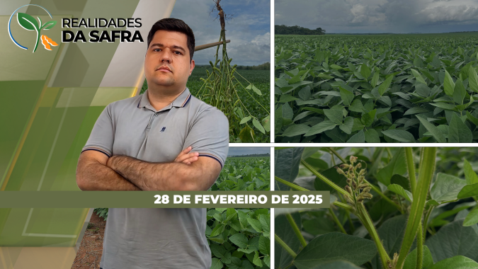 Colheita da soja no fim e com boas produtividades em Mineiros/GO e Nova Mutum/MT, mas começando com perdas no RS