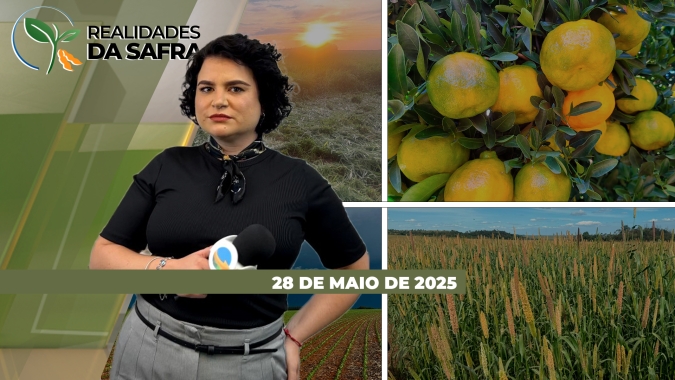Colheita da soja termina em São João (PA), e do milho safrinha começa em Amambai (MS)