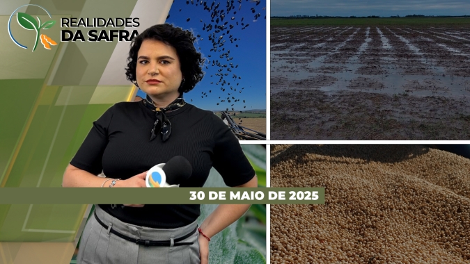 Falta de chuvas impacta safra de noz-pecã no RS; chuva em excesso trava colheita do feijão em Campo novo do Parecis (MT)