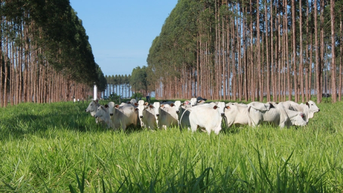 Com integração lavoura-pecuária, novo sistema intensifica a produção animal